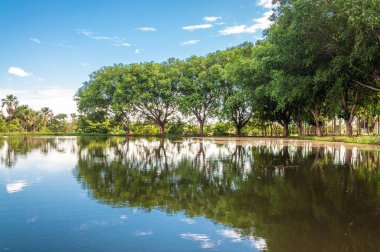 Ağaçlar su yansıma ve arka planda yeşil bitki örtüsü ile güzel göl.