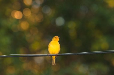 Bir tel ve yeşil doğanın arka plan bulanık sarı kuş.