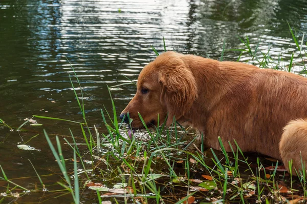 Охота на собак в реке. Охлаждение собак в речной воде . — стоковое фото