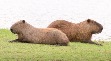 İki capybarası, onunla birlikte uyumak yan yana, güneşin gözleri kapalı