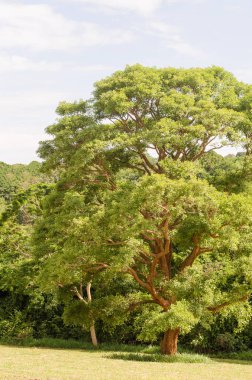 Büyük yeşil ağaç doğa, yeşil bitki örtüsü üzerinde