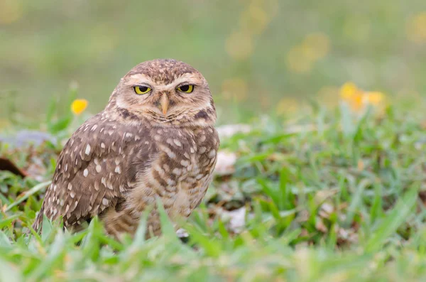 Owl with beautiful yellow eyes watching intently in open field. — Stock Photo, Image