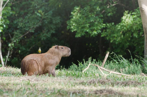 Burung di bagian belakang kapybara. Hewan teman di alam . — Stok Foto