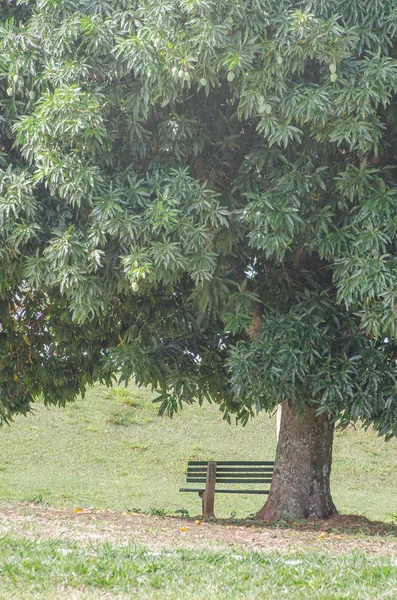 Large mango tree with a bench in its shadow.