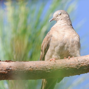 Görünüşe göre kuş üzgün, üzgün..