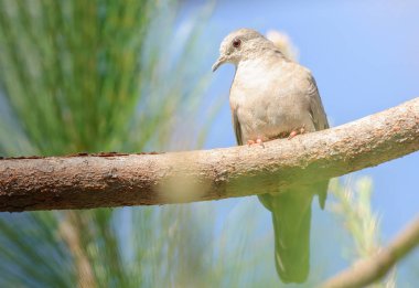 Bunu uçakta bir ağaç dalı dikkatle izliyor. Kuş kırmızı gözlü.