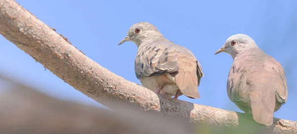 Deux oiseaux regardant en arrière ont atterri sur une branche d'arbre. Oiseaux aux yeux rouges . — Photo