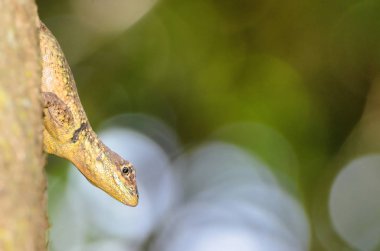 Sarı zemin kertenkele bir ağaç gövdesi üzerinde baş aşağı