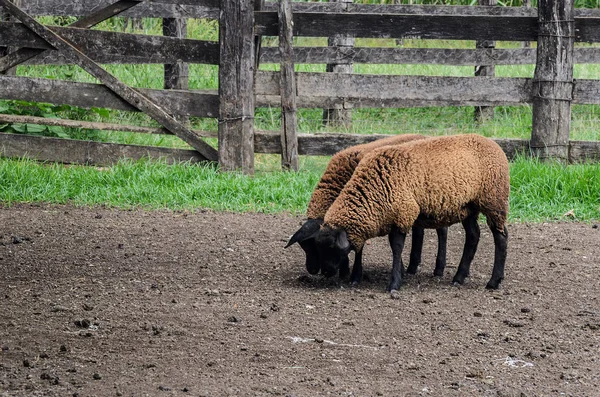 Две черные овцы идут через ферму . — стоковое фото