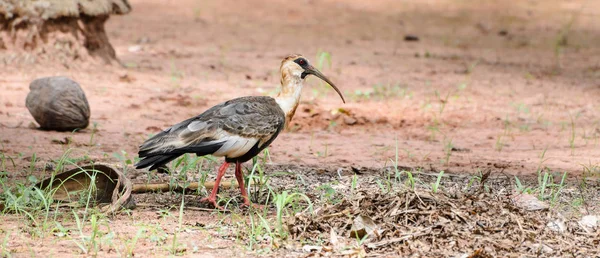 Curicaca-Vogel läuft auf unbefestigtem Boden und etwas Gras — Stockfoto