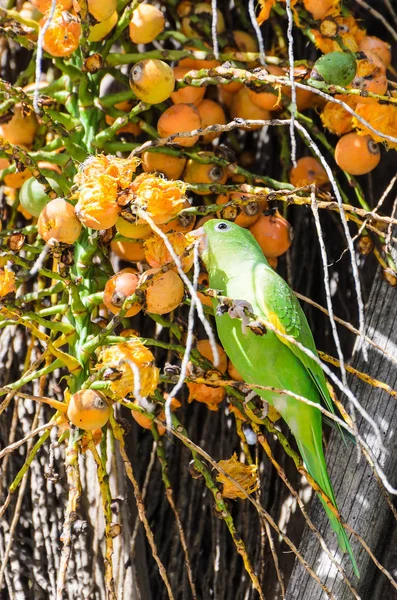 Maritaca zöld madár eszik némely mini kókuszdió — Stock Fotó