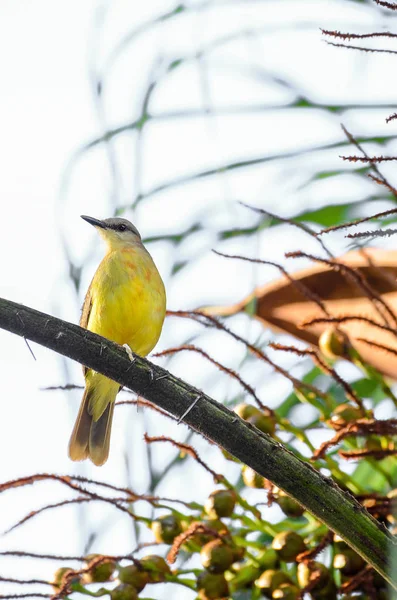 Grande Kiskadee em um galho de árvore — Fotografia de Stock