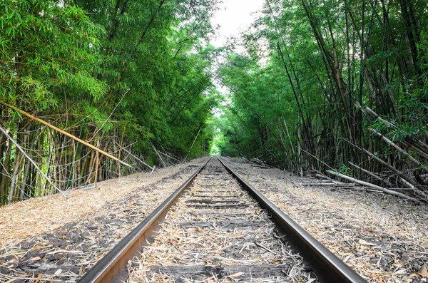 Железнодорожный путь, проходящий через бамбуковый лес — стоковое фото