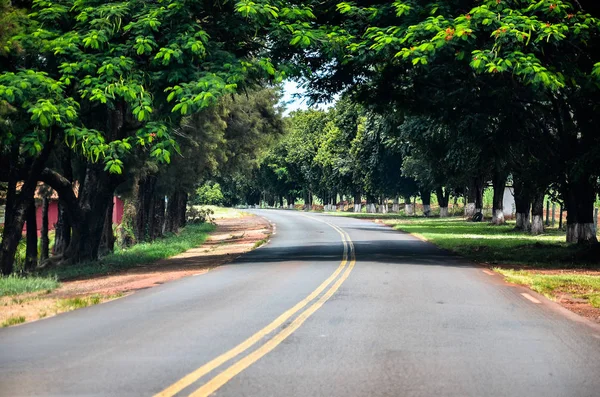 Antecedentes: Curva en la carretera rodeada de árboles y verduras verdes — Foto de Stock