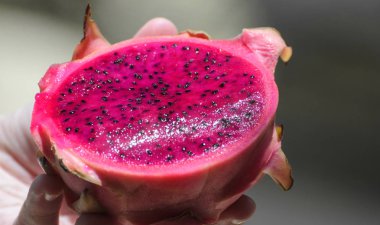 Hand holding a pink Pitaya or Dragon fruit clipart