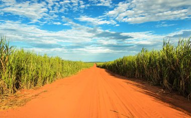 Şeker kamışı ekimi tarafından çevrili patikadan