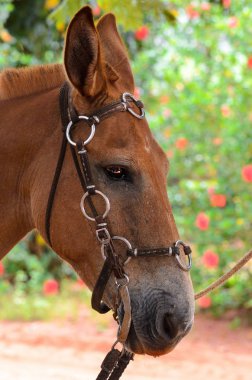 Eyer ile kahverengi at