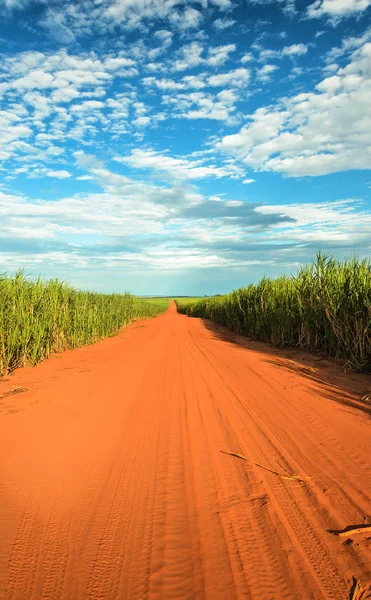 Dirt road surrounded by sugar cane plantation