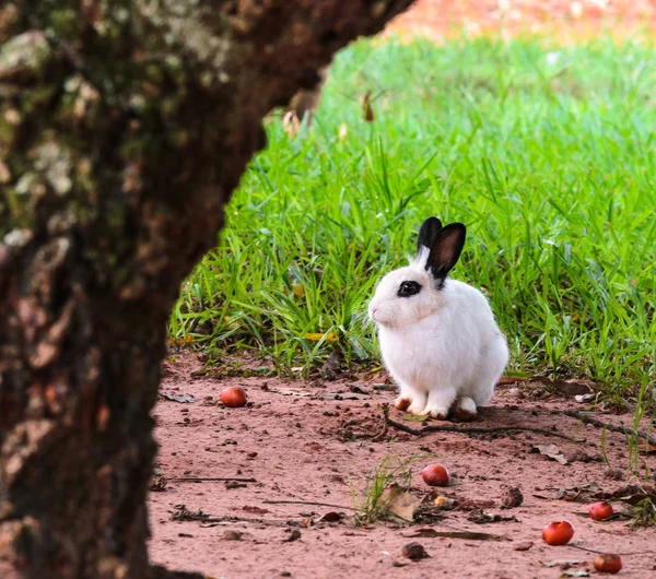 Белый кролик в природе — стоковое фото