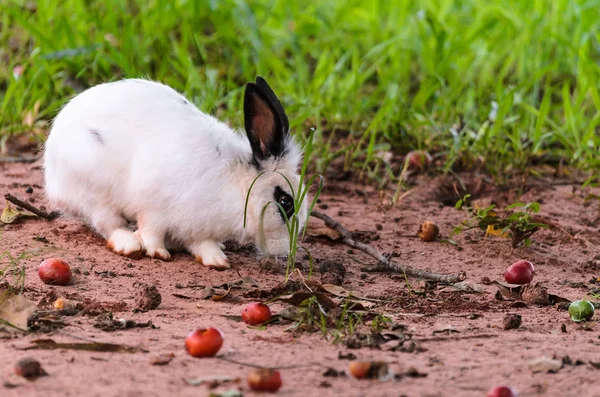 Biały królik w przyrodzie, poszukuje pożywienia — Zdjęcie stockowe