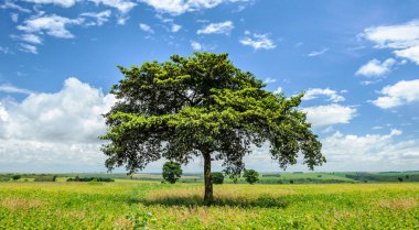 Soya ekimi arasında orta bir ağaç manzara