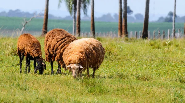 Three sheep feeding on farm pasture