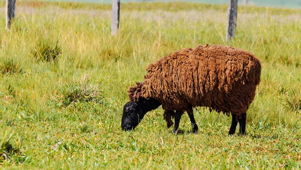 Black sheep walking on grass and feeding on green grass