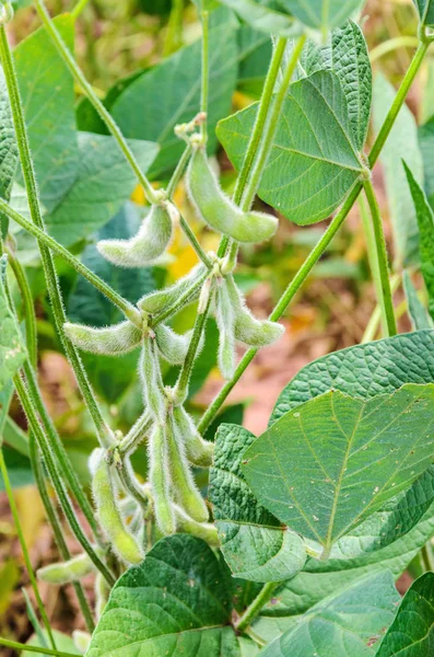 Planta de soja ainda verde — Fotografia de Stock
