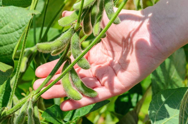 Mão segurando um ramo de soja com grãos e folhas verdes — Fotografia de Stock