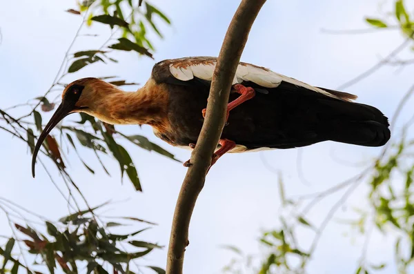 Beau héron du Pantanal au Brésil — Photo