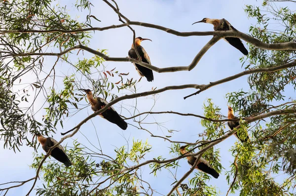 Csoportja gyönyörű gémek, a Pantanal, Brazília. — Stock Fotó