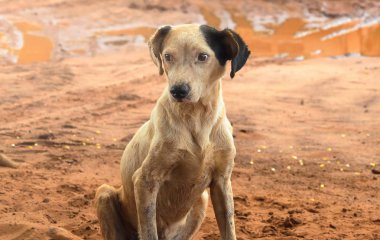 Kirli çiftlik köpeği yerde oturuyor