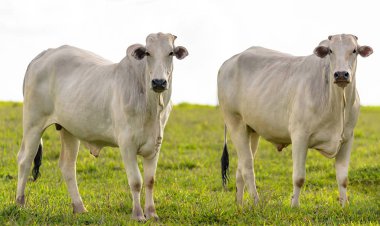 Oxen çiftlik mera üzerinde