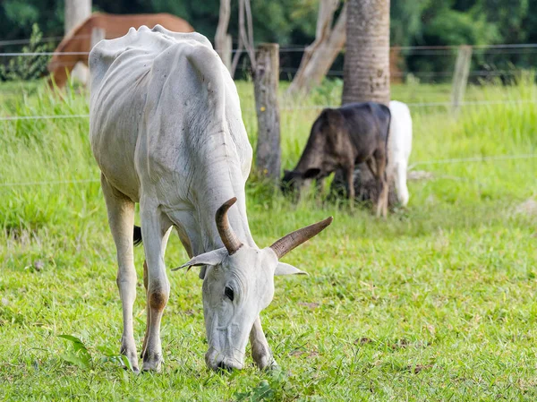 Mera yeşil çim yeme sıska Beyaz sığır — Stok fotoğraf
