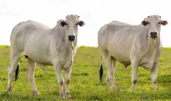 Boeufs au pâturage agricole — Photo