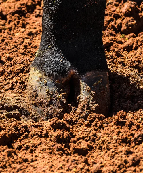 Hoof of an black ox\'s paw on a dirt ground