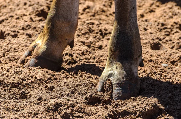 Копыто коричневой коровьей лапы на грязи — стоковое фото
