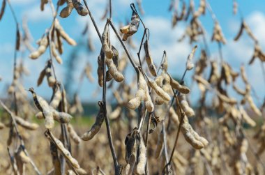 Soya tesisi hasat için hazır
