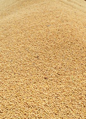 Birçok taze hasat soya fasulyesi