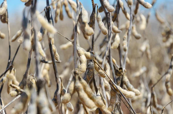 sojabonen klaar voor oogst