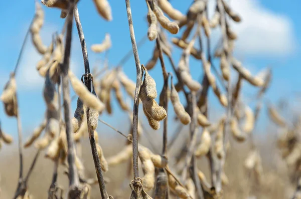 sojabonen klaar voor oogst.