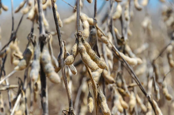 sojabonen klaar voor oogst