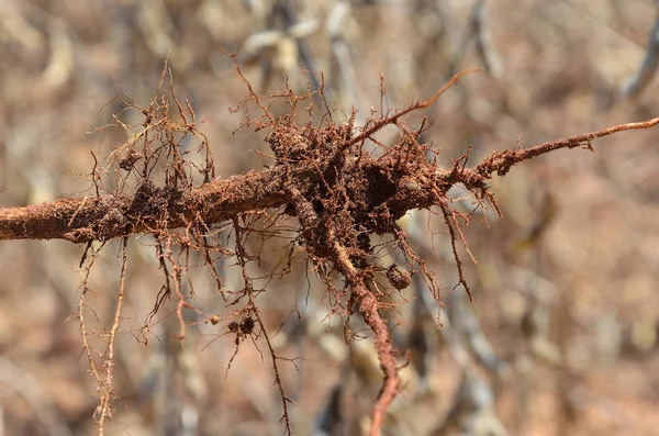 Soję korzeń z niektóre guzki bakterii — Zdjęcie stockowe
