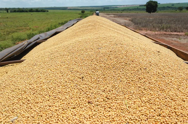 Bir kamyon römork tam soya fasulyesi ile dolu