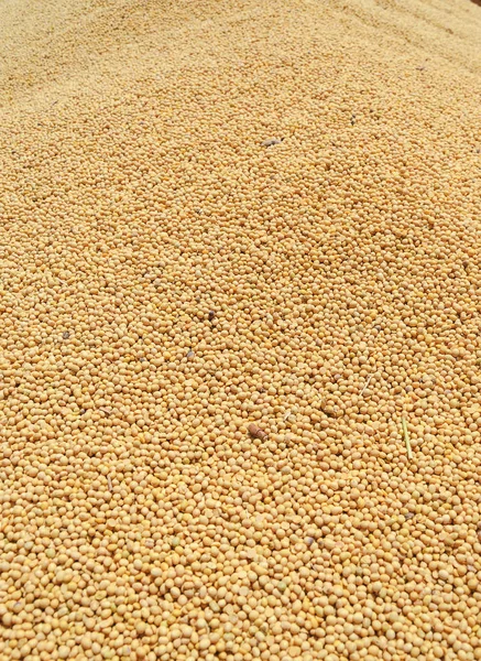Muitos grãos de soja recém-colhidos — Fotografia de Stock