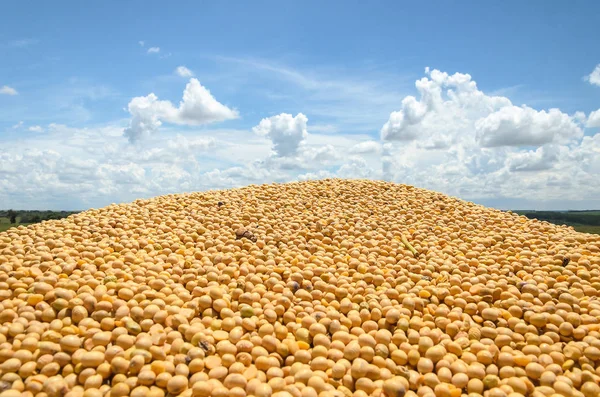 Birçok taze hasat soya fasulyesi