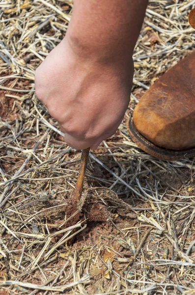 Man removing soybean root from soil — Stock Photo, Image