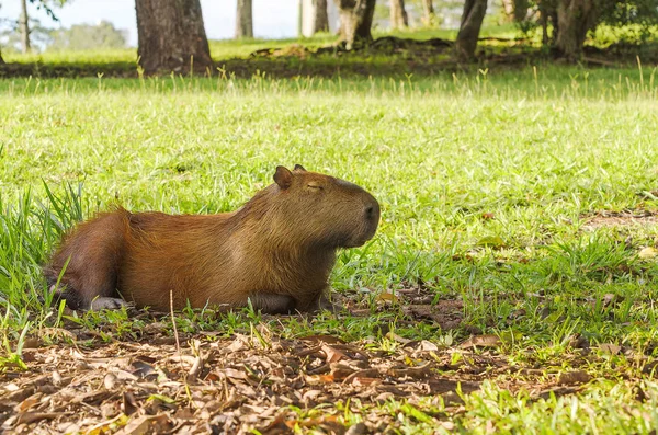 Capybara tidur dengan mata tertutup — Stok Foto