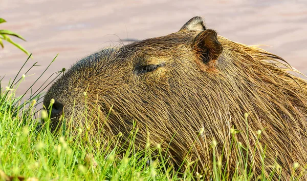 Çimenlerin üzerinde besleme Capibara — Stok fotoğraf