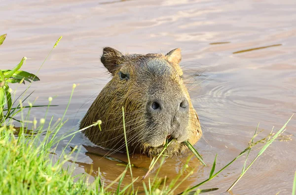 Capybara memakan rumput — Stok Foto
